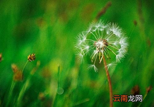 蒲公英可以泡澡吗,蒲公英泡澡有什么好处