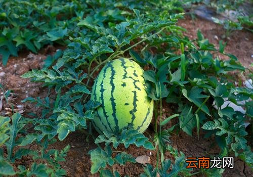 西瓜切开没熟怎么办 怎么看西瓜熟没熟