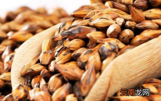 健脾开胃解油腻 吃大餐就冲一杯大麦茶吧