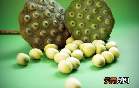 莲子一把 令你大脑灵活降压安神简单又有效