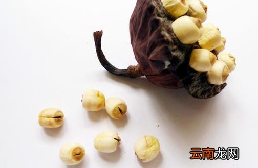 莲子一把 令你大脑灵活降压安神简单又有效