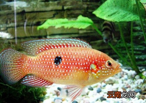 宝石鱼的风水学应用-宝石鱼的品种介绍
