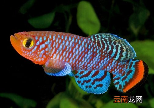 鳉鱼的风水学应用-鳉鱼的品种介绍