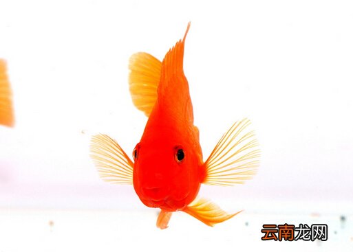 血鹦鹉怎么养？血鹦鹉有什么特性？