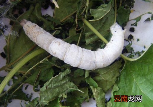 蚕宝宝怎么养？如何喂养蚕宝宝？