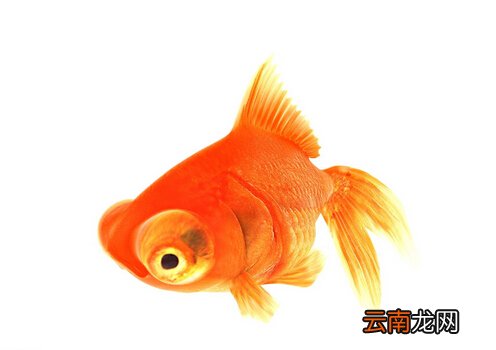 金鱼的种类-金鱼的家居风水应用