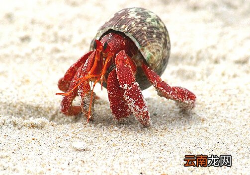 寄居蟹怎么养？养殖寄居蟹注意事项