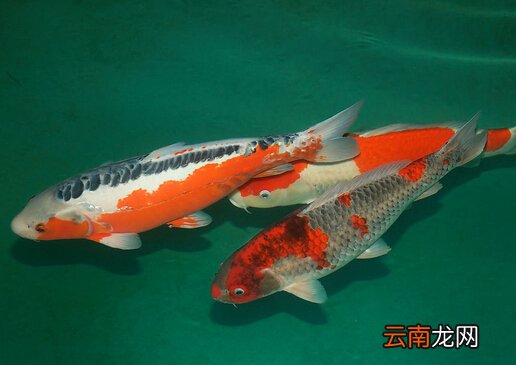 锦鲤鱼怎么养？如何对锦鲤鱼进行鱼病防治？