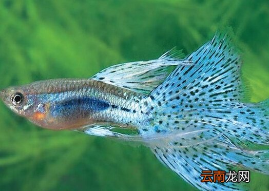 凤尾鱼怎么养？凤尾鱼养殖的注意事项