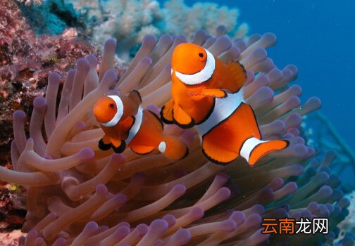 小丑鱼怎么养？小丑鱼常见疾病如何治疗？