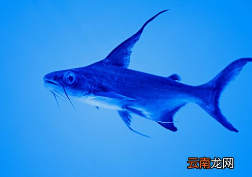 成吉思汗鱼的品种介绍-成吉思汗鱼的鱼缸摆放位置