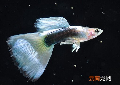 凤尾鱼的品种介绍-凤尾鱼的鱼缸摆放位置