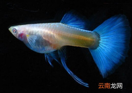 孔雀鱼的风水学应用-孔雀鱼的品种介绍