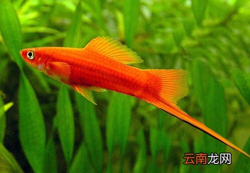 红箭鱼的风水学应用-红箭鱼的品种介绍