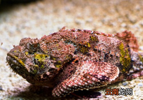 石头鱼的风水学应用-石头鱼的鱼缸摆放位置