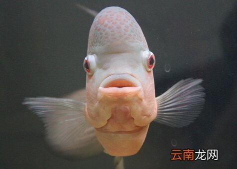 罗汉鱼的品种-罗汉鱼的风水学应用