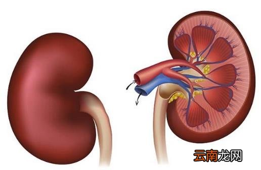 夏天是补肾好时机 中医教你冬病夏养养出好阳气