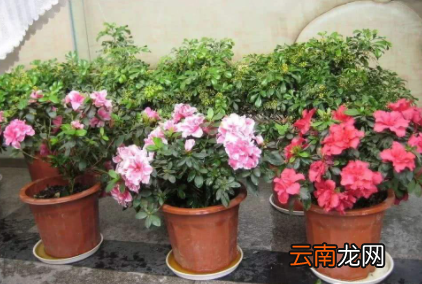 移栽花卉怎样用生根粉-移栽花卉多久能成活