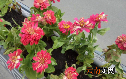 移栽花卉怎样用生根粉-移栽花卉多久能成活