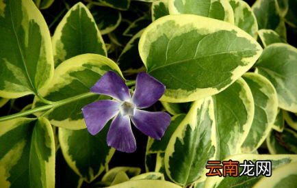 为什么花苗叶子黄了-怎样能使花叶子变绿