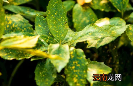 为什么花苗叶子黄了-怎样能使花叶子变绿
