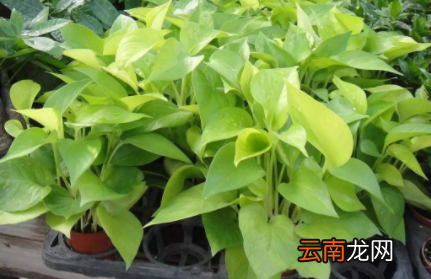 为什么花苗叶子黄了-怎样能使花叶子变绿