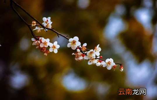 躲春相冲的属相在同一房子不同房间可以吗-躲春相冲的属相不能见面吗