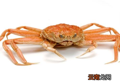 青蟹可以放冰箱吗,青蟹可以冷冻保存吗