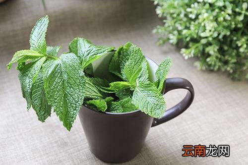 薄荷能驱蚊吗 薄荷叶有什么用