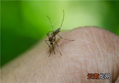 吃什么容易被蚊子咬,蚊子爱叮什么样的人