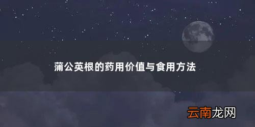 蒲公英根的功效与作用及食用方法及禁忌 蒲公英根的药用价值与食用方法