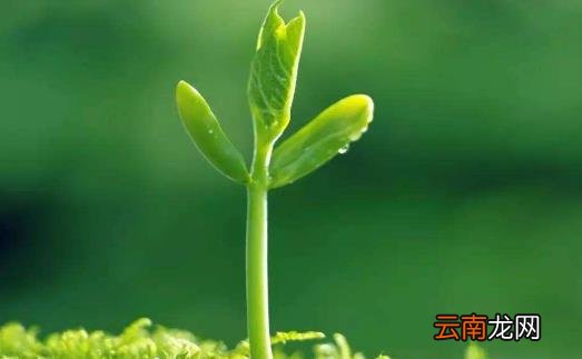 一年之计在于春，不得不知的春季养生常识