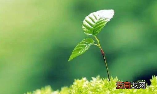 一年之计在于春，不得不知的春季养生常识