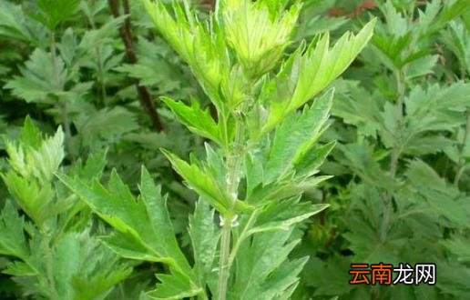 艾叶的功效 中医大夫教你用艾叶和黑眼圈说拜拜