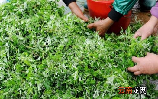 艾叶的功效 中医大夫教你用艾叶和黑眼圈说拜拜