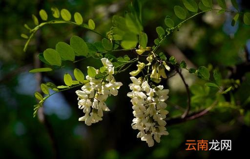 春吃蔬菜养生保健 介绍几种蔬菜延年益寿防病治病