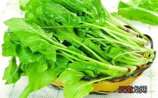 春吃蔬菜养生保健 介绍几种蔬菜延年益寿防病治病