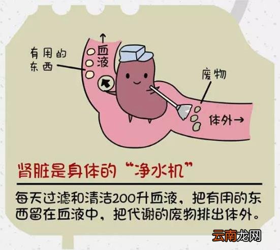 肾好才是硬道理 日常保护肾脏的方法