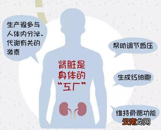 肾好才是硬道理 日常保护肾脏的方法
