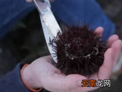 海胆怎么处理干净
