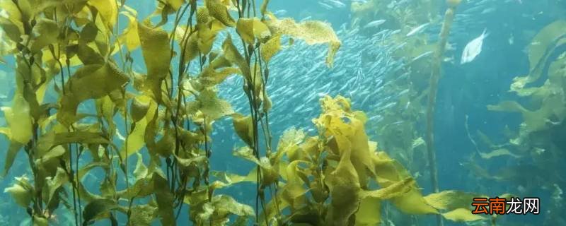 海藻是动物还是植物啊