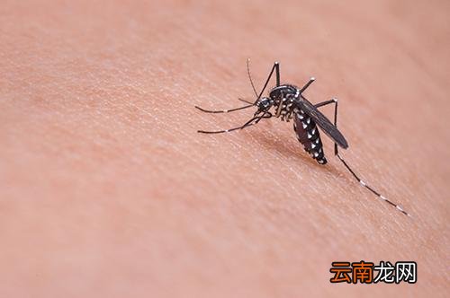 夏天蚊子多怎么办,夏天怎么预防蚊子咬