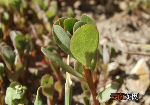 荨麻疹能吃马齿苋吗 马齿苋可治皮肤病
