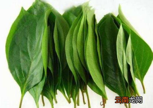 柿子叶的功效与作用有哪些_柿子叶泡茶的方法