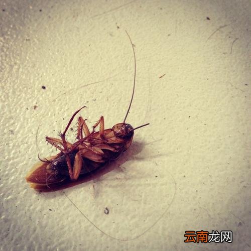 小苏打能杀蟑螂吗,苏打粉怎么杀蟑螂