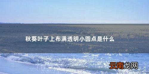 秋葵上长了透明的小球 秋葵叶子上布满透明小圆点是什么
