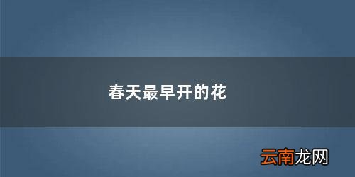 春天最早开的花反思 春天最早开的花