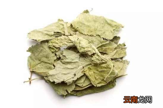 桑叶泡水适合什么人喝 每天两口把病都喝走