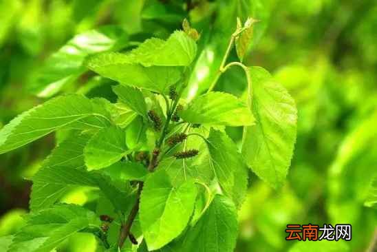 桑叶泡水适合什么人喝 每天两口把病都喝走