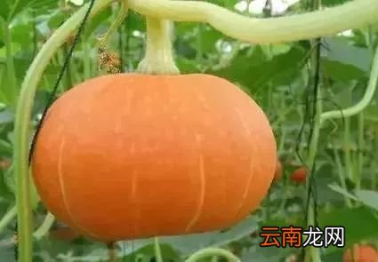 南瓜的饮食禁忌 南瓜千万不能和它同吃